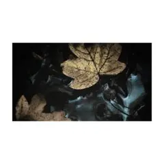 Item thumbnail for item 764459c3-12cb-4c35-b1be-eb31126a5db8