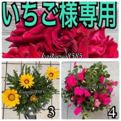 いちご様専用　3と4