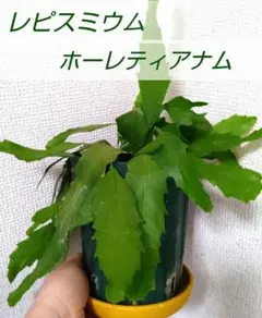 さ*や様 レピスミウム　ホーレティアナムのサムネイル