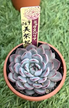 2026年最新】美紫妃の人気アイテム - メルカリ