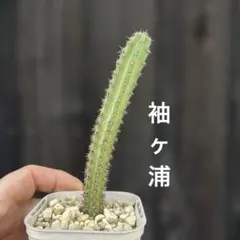 2026年最新】袖ヶ浦 サボテンの人気アイテム - メルカリ