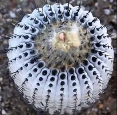 2026年最新】黒王の人気アイテム - メルカリ