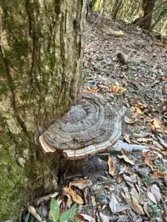 サルノコシカケ 兵庫県産 応値下げ相談