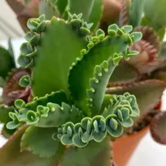 5 조타카 조시 주식