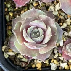 くぅ♡様 リクエスト 2点 まとめ商品