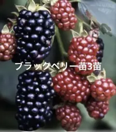 ブラックベリー苗　3本入り　植え付け適期