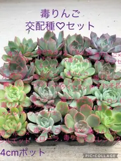 多肉植物 毒りんご♡交配種セット(メルカリ便)