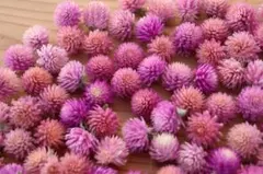 アラレ様 リクエスト 2点 まとめ商品