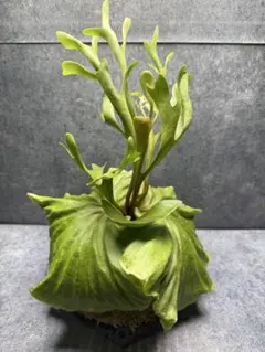 ビカクシダ リドレイ リドレー P. ridleyi 壁掛けスタイル 観葉植物