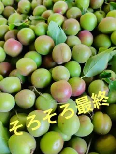 甲州小梅 農薬除草剤不使用！3キロ位 うっすら黄色青梅MIXのサムネイル