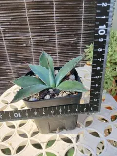 アガベ　ホーチエンシス　多肉植物のサムネイル
