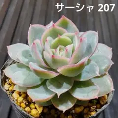 サーシャ 207 エケベリア 多肉植物 抜き苗