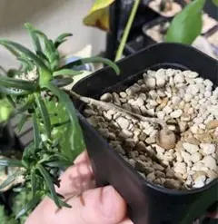 のん6様 リクエスト 2点 まとめ商品