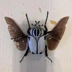 Item thumbnail for item 5ebf1673-b207-4dab-8931-46c5cf585e0b