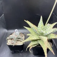 Ⓜ︎プロフ必読　次回発送８月21日〜様 リクエスト 2点 まとめ商品