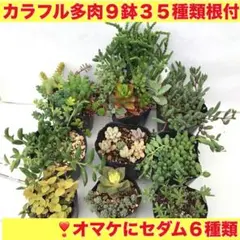 (G)色鮮やかで育てやすく強い多肉植物の寄せ植え×9鉢で35種❣️オマケにセダム