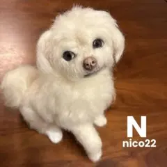 シュタイフ コーイケルホンディエ 大谷デコピンぬいぐるみ - メルカリ