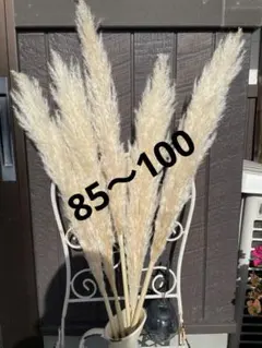 2025年最新】早生パンパスグラスの人気アイテム - メルカリ