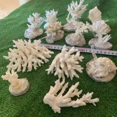 2025年最新】白珊瑚置物の人気アイテム - メルカリ