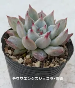 毎週月曜日、火曜日のみ発送ꕤさざꕤ様 リクエスト 2点 まとめ商品