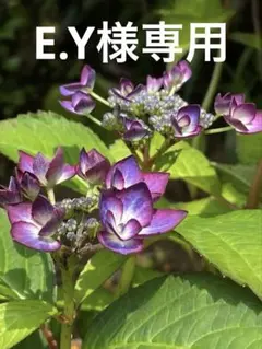 E.Y様専用