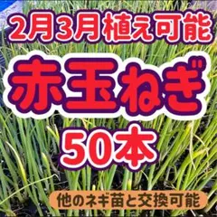 玉ねぎ 育苗中農薬不使用 値下げ 2026年最新】玉ねぎ 苗 無農薬の人気アイテム - メルカリ