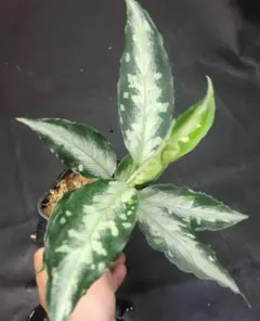 あべし様 リクエスト 4点 まとめ商品