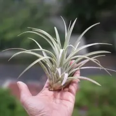 チランジア ベストインクラス Tillandsia - メルカリ