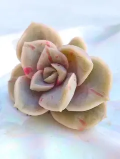♥*金様 多肉植物　ラブリーローズ錦　（赤斑）大き目です♡　カット苗
