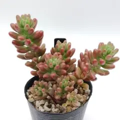 クリスマス×エボニー 927 エケベリア 多肉植物 抜き苗 - メルカリ