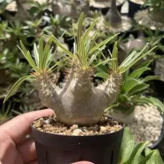 B*L様 【横張り・低重心】エンセファラルトス・ホリダス 約5cm｜No4-19