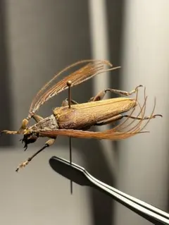 ベロア感有】オオミヤマカミキリ♀ 標本 カミキリムシ Xixuthrus 天牛