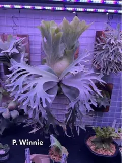 ビカクシダ　超特大株　モンスト　ビフルカツム　ネザーランド ビカクシダ 超特大株 モンスト ビフルカツム ネザーランド - メルカリ