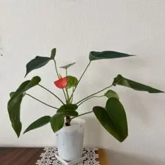 2026年最新】アンスリウム斑入りの人気アイテム - メルカリ