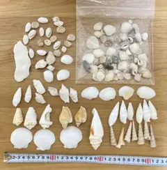 貝殻 シェル ハンドメイド素材 インテリア 白い貝殻セット