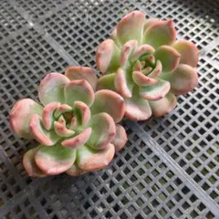 チョコ肉様 リクエスト 2点 まとめ商品