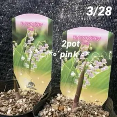 ④*:ஐ2ポットセット・可愛い小さなピンクの花*:ஐドイツスズラン・苗【ピンク】