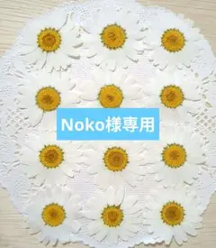 Noko様専用ページ／No.1361 ノースポールの押し花 大サイズ 3セット