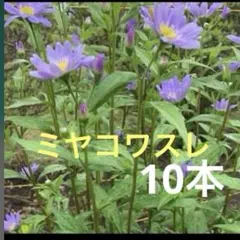 ☘️都忘れ薄紫1苗☘️　❤抜き苗❤　選べるおまけつき　無農薬 ☘️都忘れ薄紫1苗☘️ ❤抜き苗❤ 選べるおまけつき 無農薬