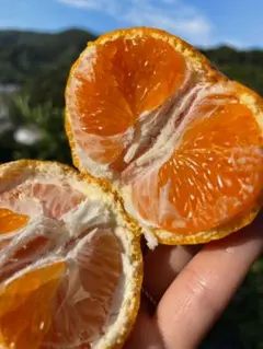 ※saki様専用　和歌山県由良町　ゆら早生　秀品10kg