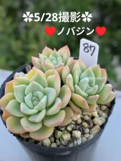 88♥七福神♥ 根あり 抜き苗 多肉植物 - メルカリ