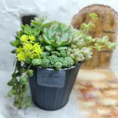 ネコちゃん♡多肉植物寄せ植え♡そのまま飾れる♡ - メルカリ