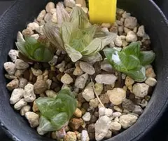 2025年最新】ハオルチア 錦 セットの人気アイテム - メルカリ