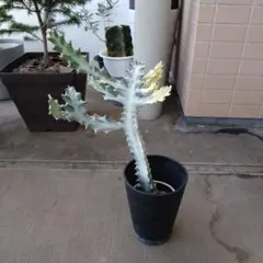 2025年最新】ユーフォルビアホワイトゴーストの人気アイテム