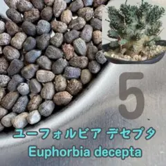 2025年最新】ユーフォルビアデセプタの人気アイテム - メルカリ