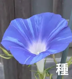 希少★黒女王の苗★青斑入蝉葉濃葡萄鼠丸咲大輪（黒女王)★開花苗一苗★60センチC 希少☆大輪朝顔☆黒女王の苗☆青斑入蝉葉濃葡萄鼠丸咲大輪（黒女王)☆9