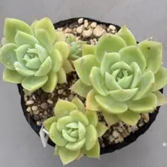 多肉植物 ちょこん ミックスベリア札なし - メルカリ