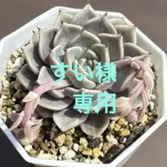 リオハート(専用)