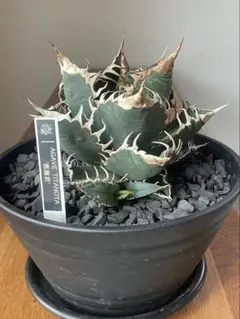 2025年最新】シチリアメリクロンの人気アイテム - メルカリ