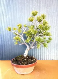 盆栽鉢 盆栽 蛇の目 花吹雪 花火 五葉松 斑入り 希少 花吹雪 花火 斑入り 五葉松 蛇の目 （取り引き限定）希少 付き発送 メルカリ - コニファー・針葉樹